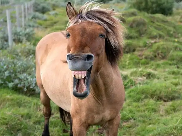 25 funny horse pictures which will make you laugh