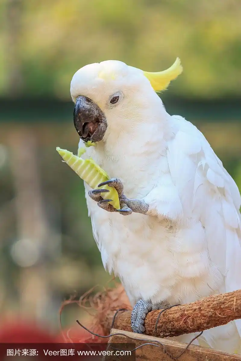美丽的白色凤头鹦鹉,硫冠凤头鹦鹉