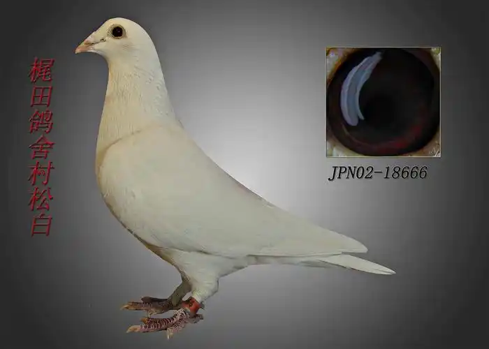 >> 查看拍卖商品