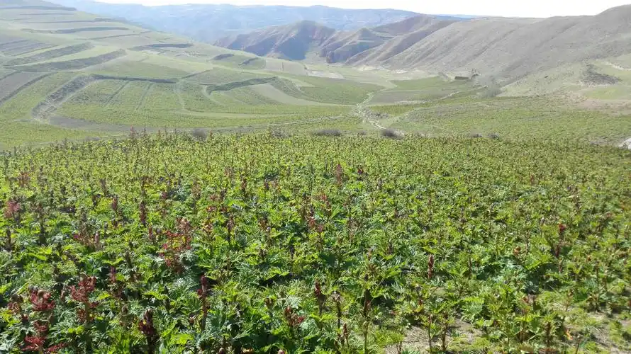 石灰窑千亩药材种植基地大黄长势喜人