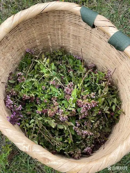 野生高原牛至 闲来无事上山找牛至少数民族也叫感冒草