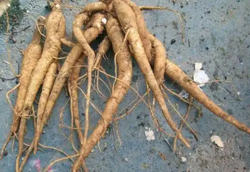 土人参的功效与作用 土人参的吃法