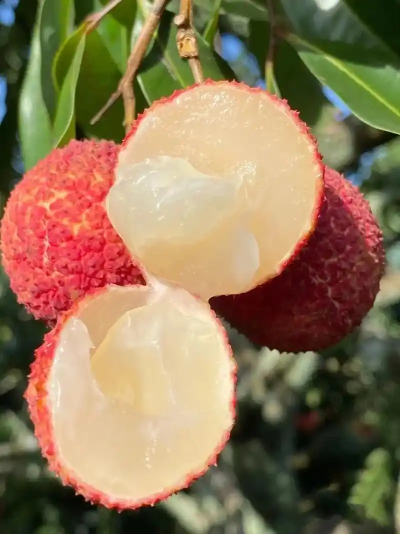 无核荔枝 纯甜 无核荔枝是海南的 - 抖音