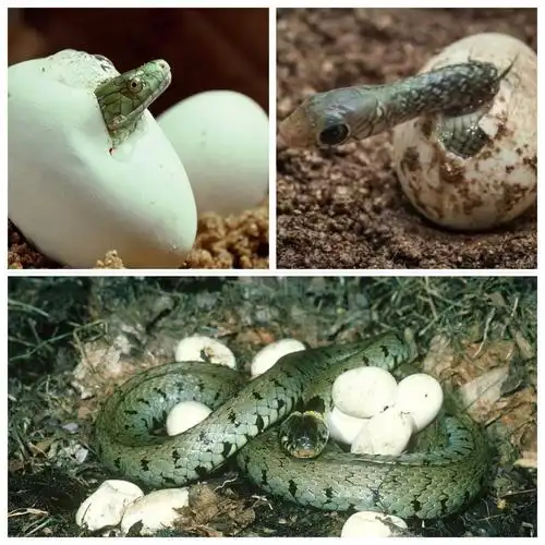 呆在卵里,先吸收卵里的养分慢慢长大,最后破壳而出的生殖方式叫卵生