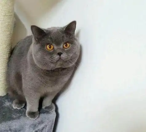 蓝猫头像高清 - 搜狗图片搜索