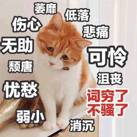猫无助可怜伤心搞怪逗gif动图_动态图_表情包下载_soogif