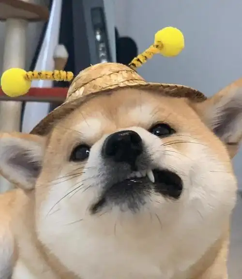 可爱又迷人(沙雕)的狗狗头像 - 知乎