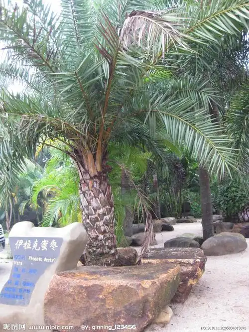 p>伊拉克蜜枣,棕榈科 a target="_blank" href="/item/刺葵属">刺葵