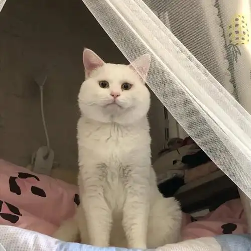 沈阳猫咪领养白色田园猫弟弟待领养看过来