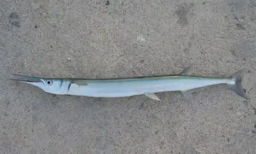 那个长嘴的是什么鱼