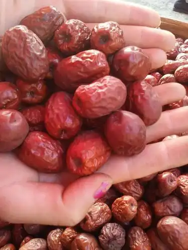 沧州金丝小枣中个肉厚核小自家种的批发价