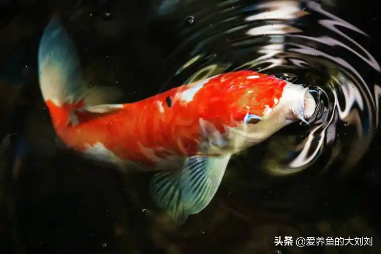 养鱼,喂鱼要多久喂一次?一次喂多少呢?