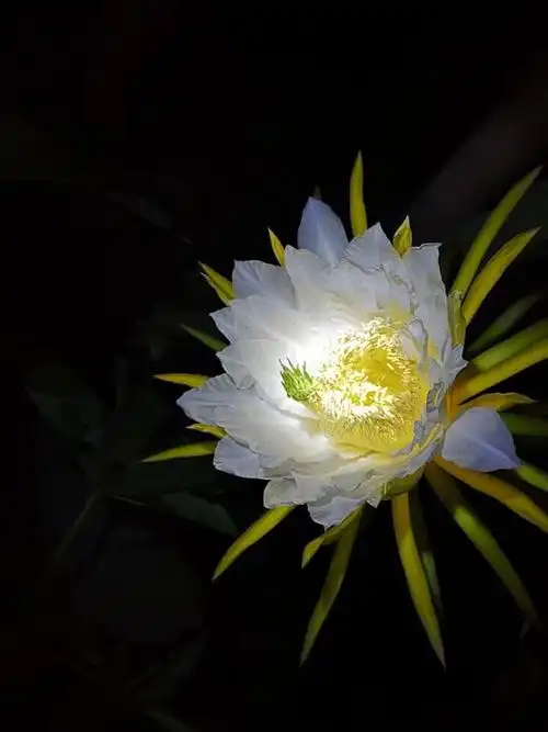 昙花一现美丽傲人的瞬间