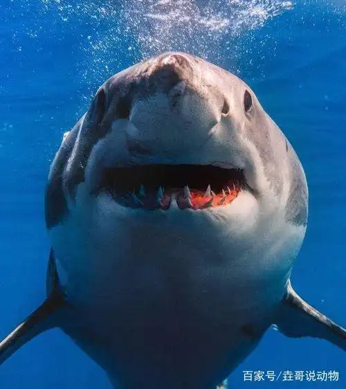 大白鲨笑起来很可爱