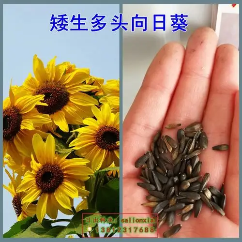 向日葵种子高产食用观赏矮生矮秆多头多彩梦幻鸿运紫色玩具熊油葵