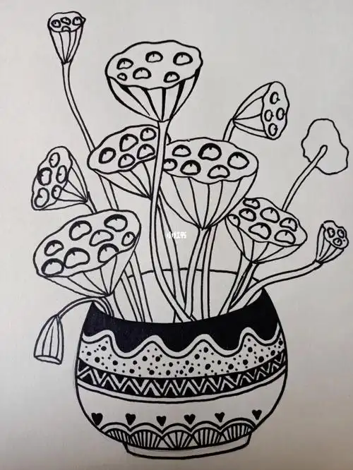 莲蓬线描莲蓬写生莲蓬黑白装饰画