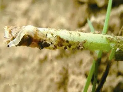 韭菜韭蛆的防治