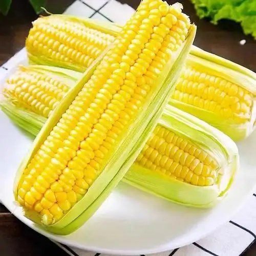 g0011云南金银水果玉米现摘新鲜爆浆甜玉米生吃嫩玉米棒子苞谷