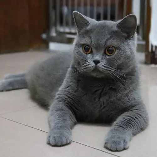 出售成年猫咪活体大猫英短纯蓝 老猫 英短猫成年疫苗齐全定金价