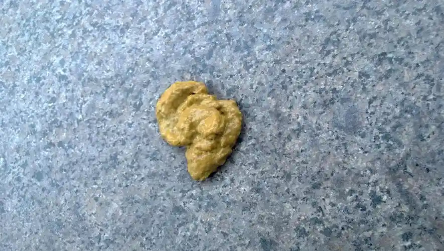 两个月金毛便便黄色