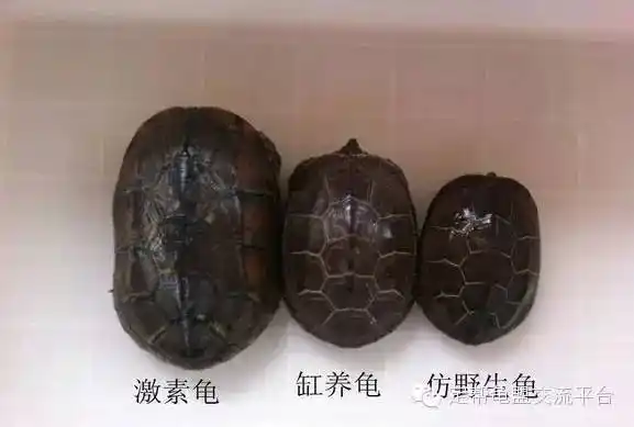 草龟鉴别分享