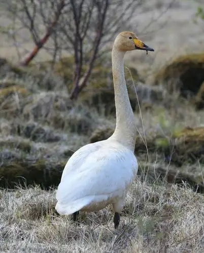 whooper swan