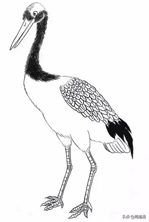 书画联盟丨鹅仙鹤白鹭的各类白描形态