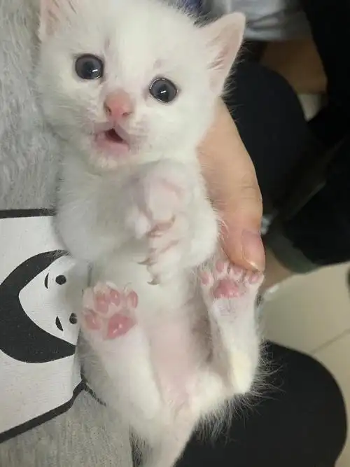 无偿领养近三个月小奶猫