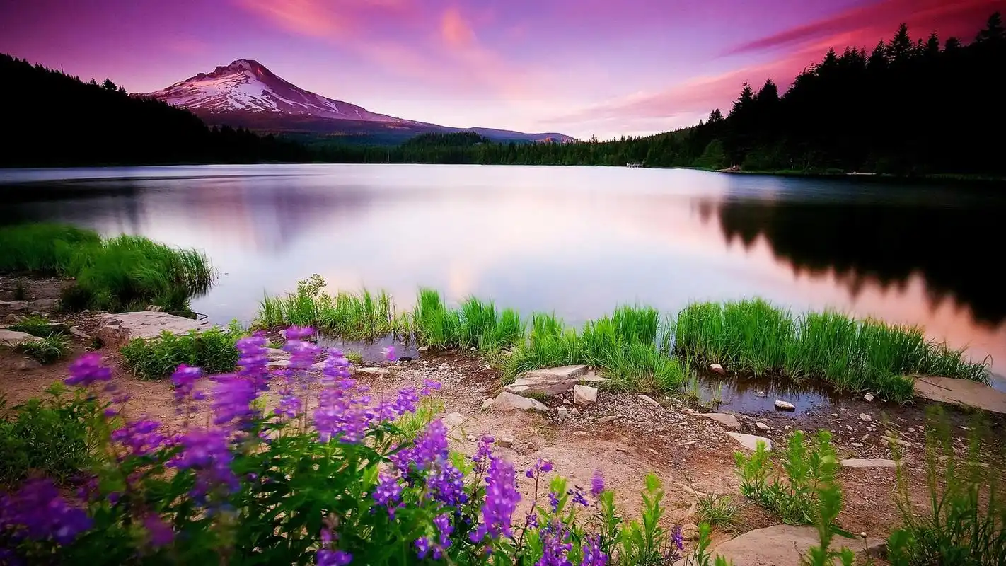 小清新唯美花海植物高清桌面壁纸高清大图预览1920x1080_植物壁纸下载