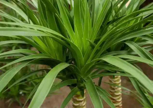 1种花名特霸气名叫青云直上在家养还有步步高升好兆头