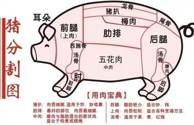 猪身上各部位的猪肉怎么做好吃 猪肉身体部位分割图