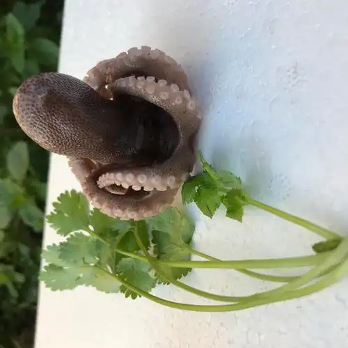 连云港短腿章鱼八爪鱼3斤装包邮不缩水