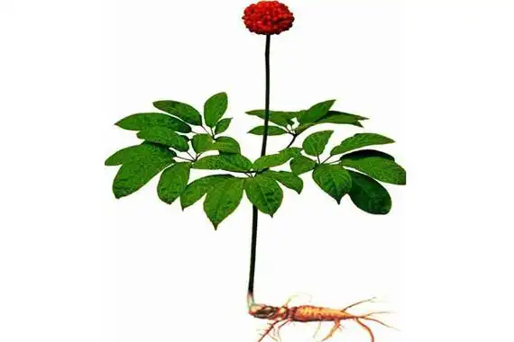 三七散瘀止血,消肿定痛