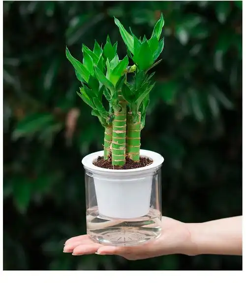 观音竹水培植物富贵竹室内花卉盆栽