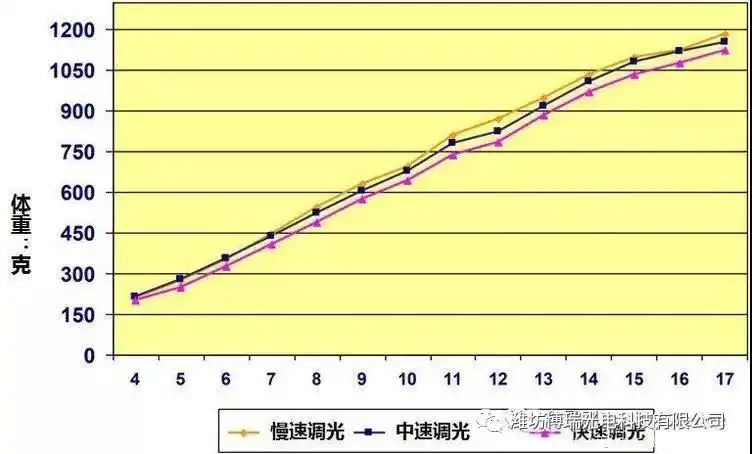 育雏育成期蛋鸡光照调整对后期产蛋的影响