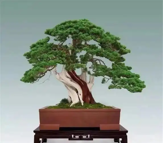 盆景图片大全欣赏,50个金奖盆景作品 - 知乎