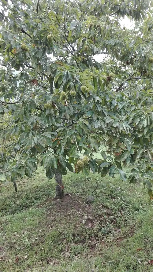 硕果累累的板栗树