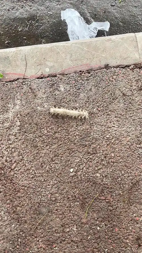 上班路上遇到的大型白色毛毛虫 有人知道是什么品种吗?