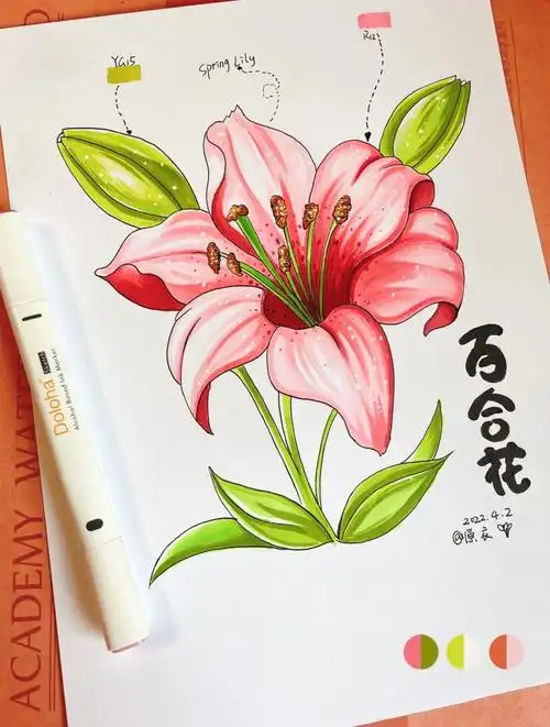 手绘  #多乐绘马克笔  #少儿美术课件 #绘画教程  #百合花手绘