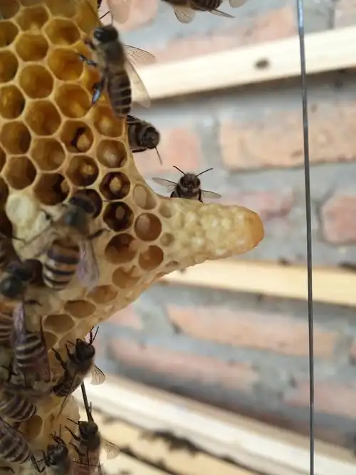 中华蜜蜂的王台 也就是未出房的新蜂王