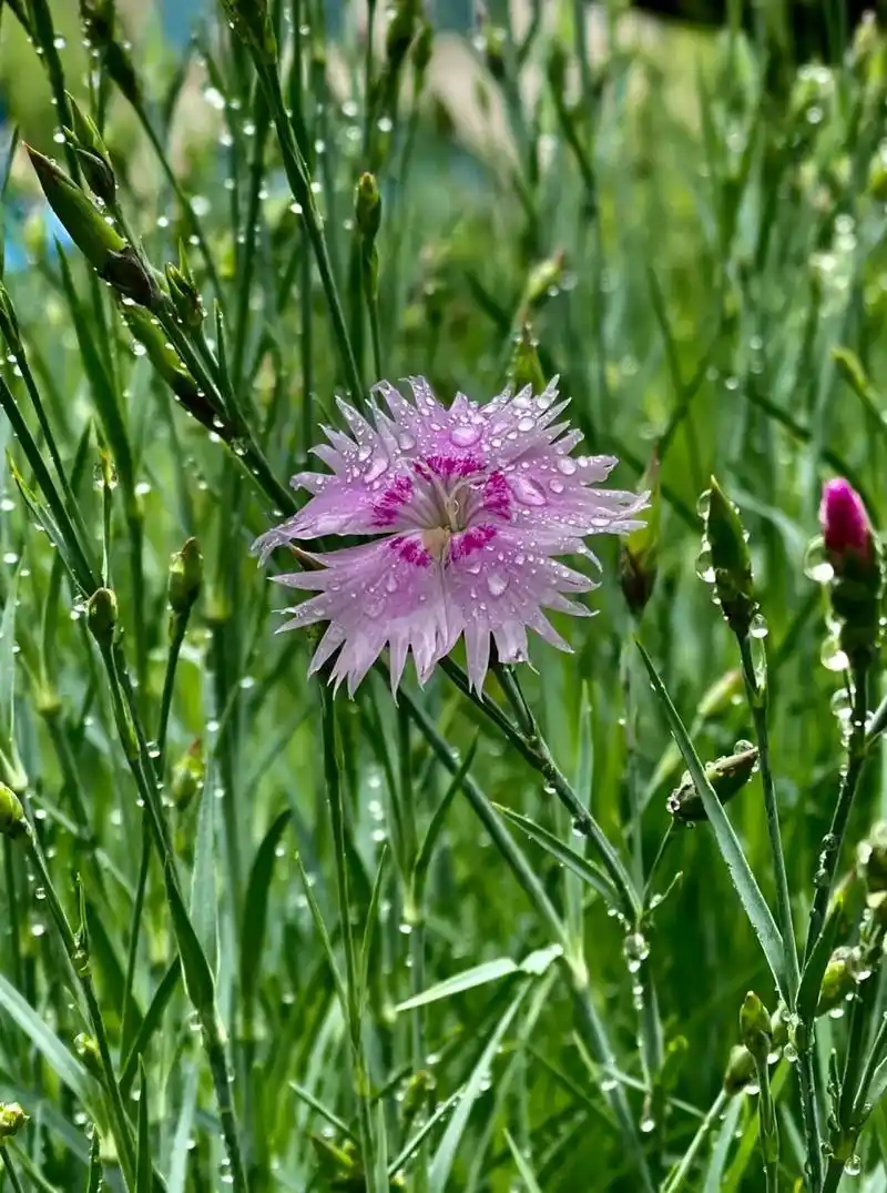 石竹花又称洛阳花,石柱花,是石竹科,石竹属的多年生草本植物