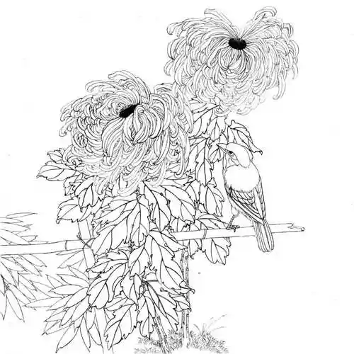 20副高清工笔花鸟白描,美翻了!