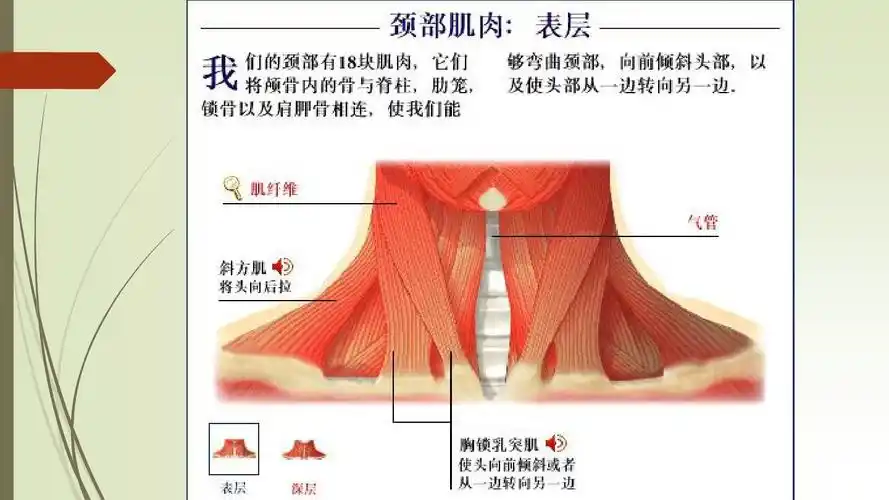 颈项肌肉  颈部