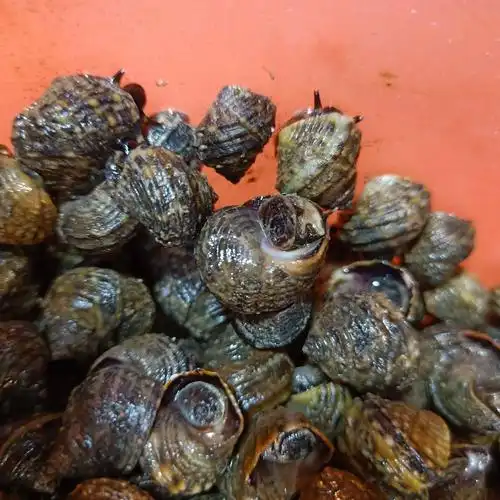 新鲜特产海螺大连香波波罗海鲜鲜活