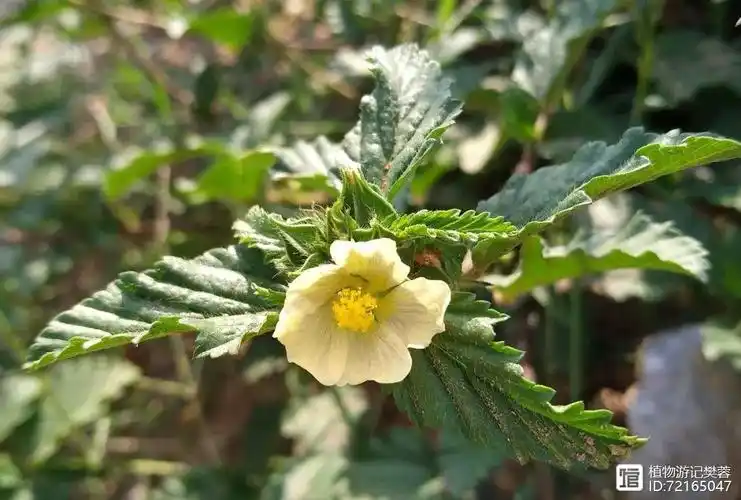 赛葵,双生病毒寄主