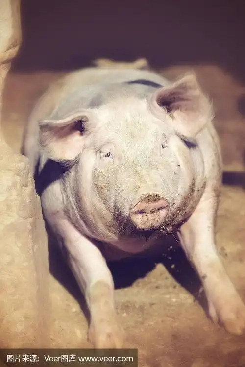 悲伤的猪