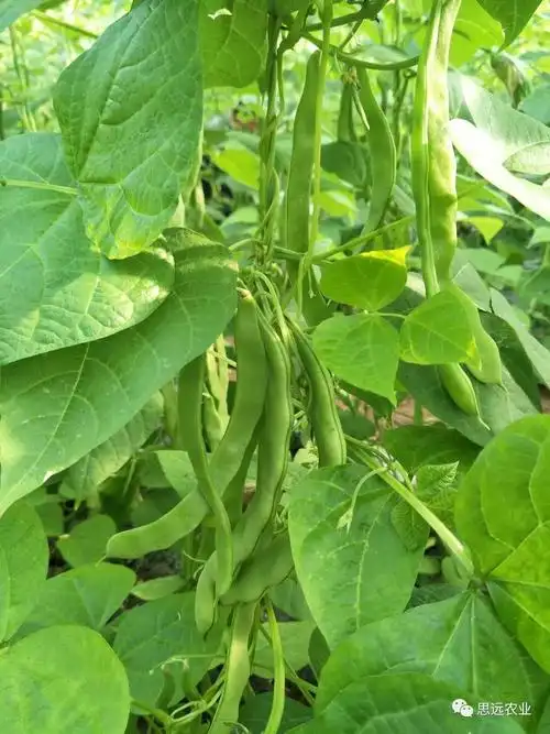 标准化就是能让芸豆长得好