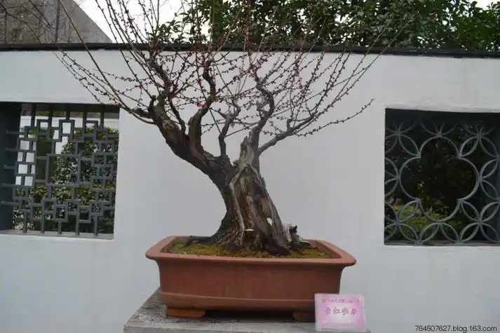 古梅桩盆景36骨红咏春