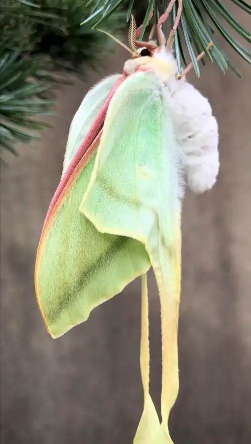 幺蛾子中的小仙女长尾大蚕蛾母2021723