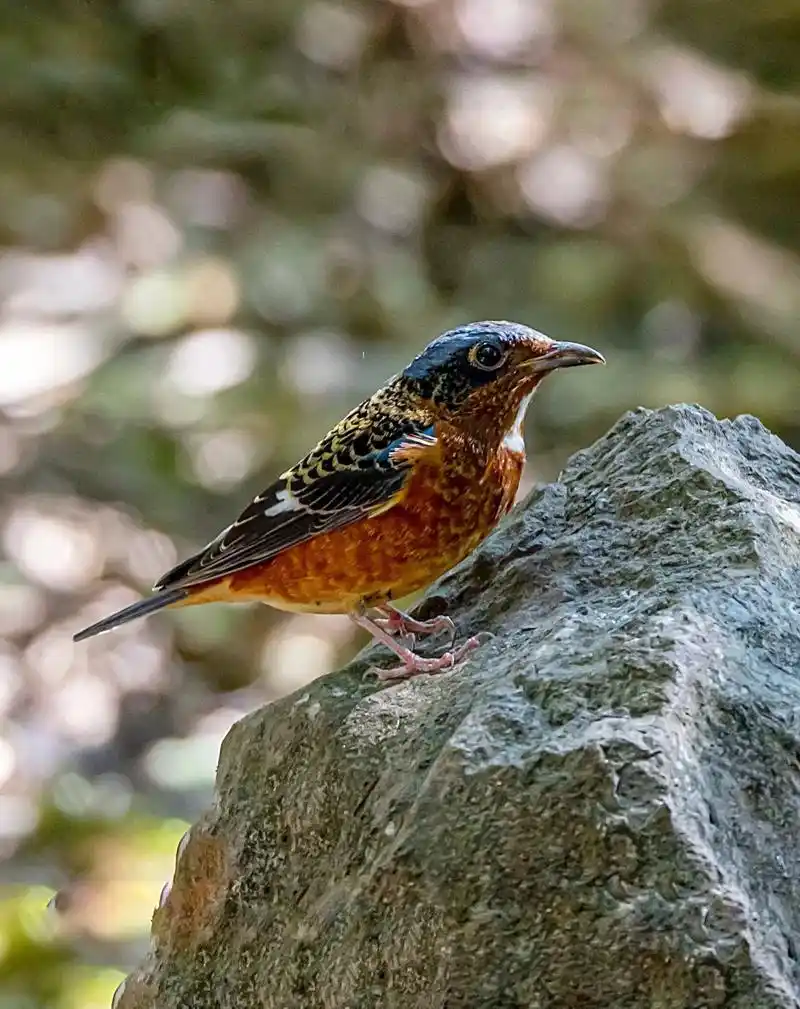 白喉矶鸫.#野生鸟类摄影 #我的摄影日记 #抓拍精彩瞬间 # - 抖音